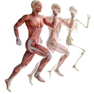 195-1959650_transparent-muscular-system-clipart-anatomy-exercise-physiology-hd